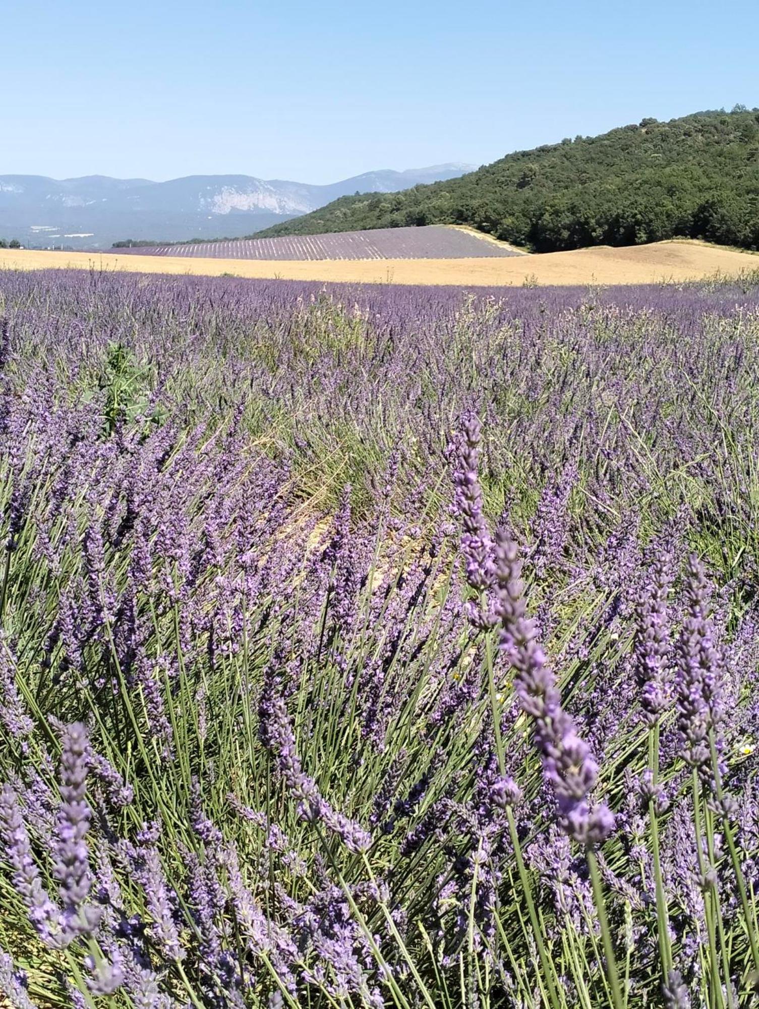 La Provence Vous Attend***!!! - 1Er Etage Digne-les-Bains Εξωτερικό φωτογραφία